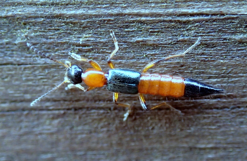 Staphylinidae: Paederus da id.